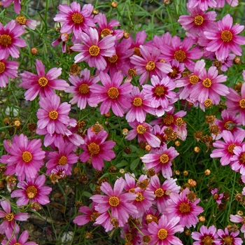 Coreopsis rosea 'Heaven's Gate' (025776)