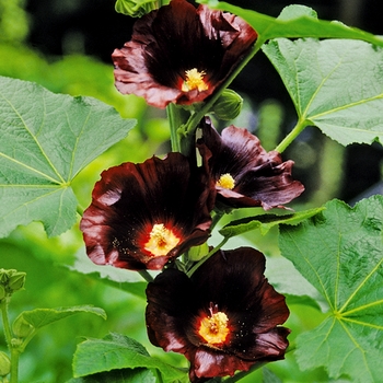 Alcea rosea Spotlight™ 'Blacknight' (025791)