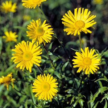 Buphthalmum salicifolium 'Alpengold' (025797)