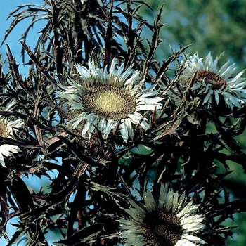 Carlina acaulis ssp. simplex 'Bronze' (025802)