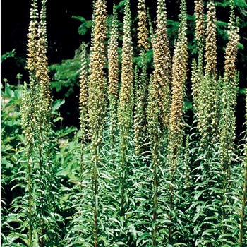 Digitalis ferruginea 'Gigantea Gelber Herold' (025816)