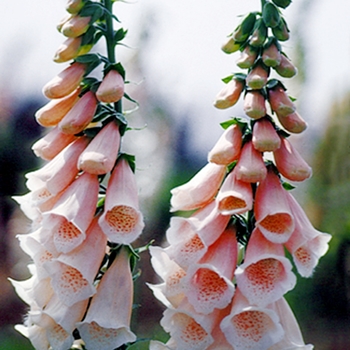 Digitalis purpurea 'Apricot' (025819)