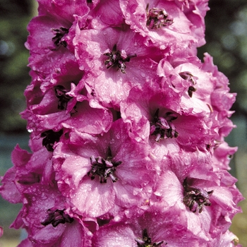 Delphinium elatum 'Dusky Maidens' (025827)