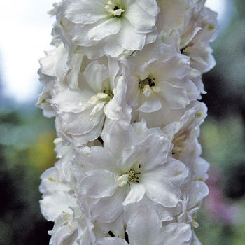 Delphinium elatum 'Innocence' (025831)