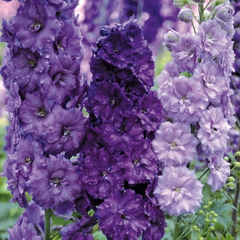 Delphinium elatum 'Morning Lights' (025834)