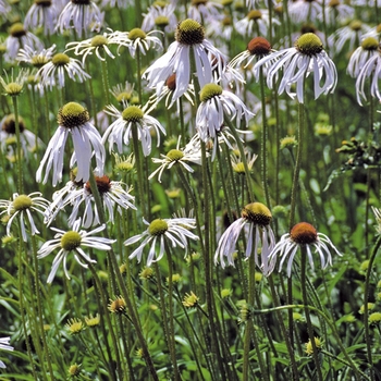 Echinacea pallida 'Hula Dancer' (025844)