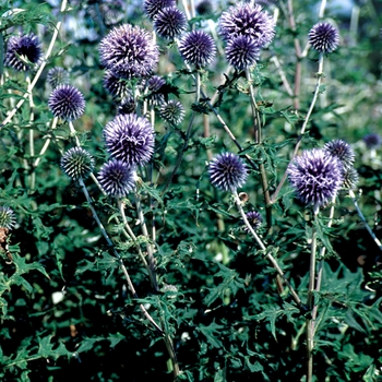 Echinops bannaticus 'Blue Glow' (025848)