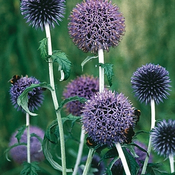 Echinops bannaticus 'Blue Glow' (025849)