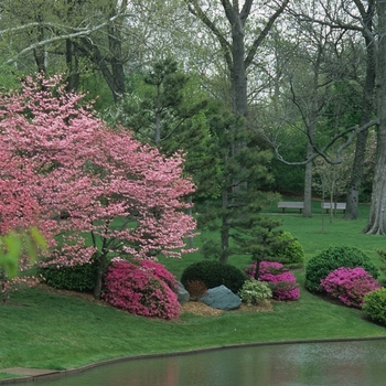 Cornus florida var. rubra '' (026114)