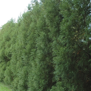 Cryptomeria japonica 'Radicans' (026118)