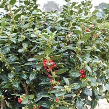 Ilex cornuta 'Needlepoint' (026125)