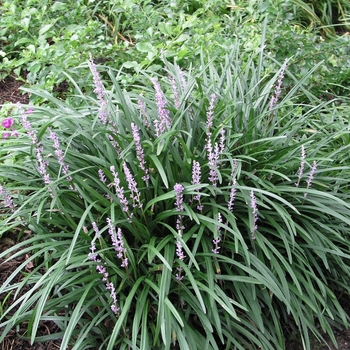 Liriope muscari 'Big Blue' (026134)