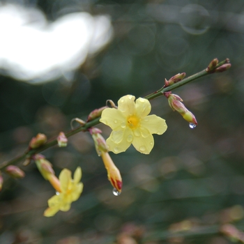 Jasminum nudiflorum '' (026187)