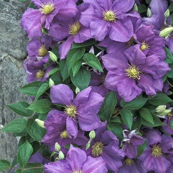 Clematis 'General Sikorski' (026219)