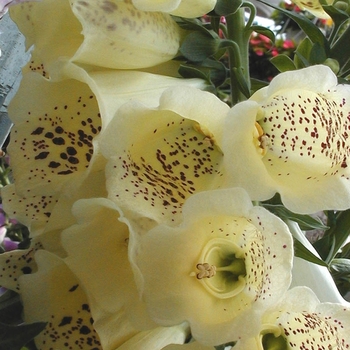 Digitalis purpurea Camelot™ 'Cream' (026220)