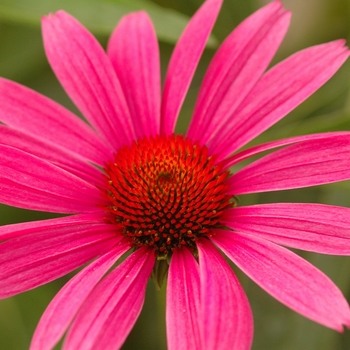 Echinacea purpurea 'Ruby Star (Rubinstern)' (026226)