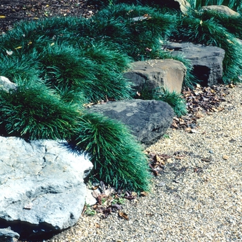 Ophiopogon japonicus 'Nana' (026266)