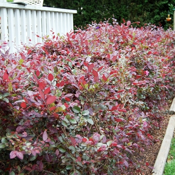 Loropetalum chinense 'Pizazz®' (026268)