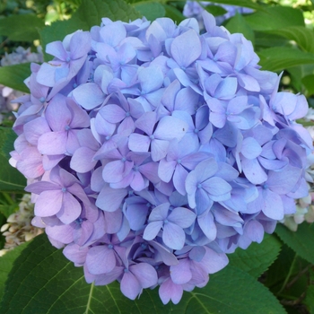 Hydrangea macrophylla 'Penny Mac' (026270)