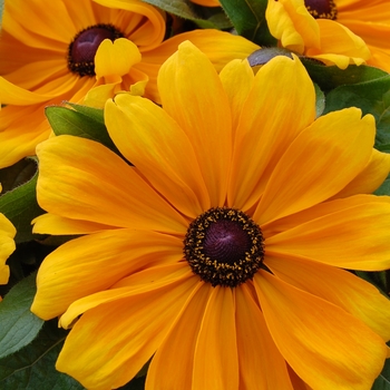 Rudbeckia hirta 'Becky Orange' (026273)