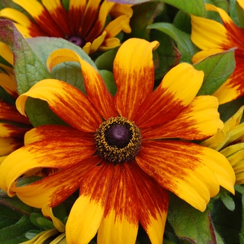 Rudbeckia hirta 'Becky Cinnamon Bicolor' (026277)