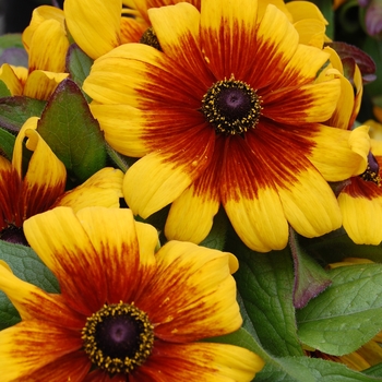 Rudbeckia hirta 'Becky Cinnamon Bicolor' (026279)