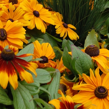 Rudbeckia hirta 'Becky Orange' (026280)