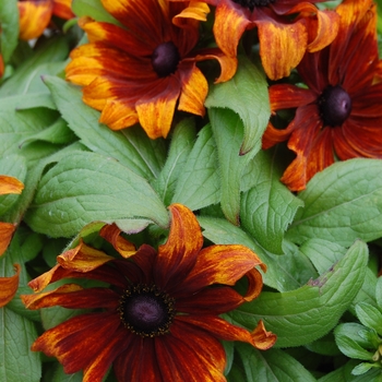 Rudbeckia hirta 'Becky Cinnamon Bicolor' (026281)