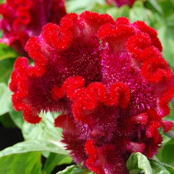 Celosia cristata Armor™ Red '' (026289)