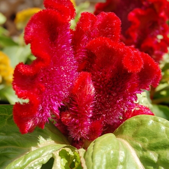 Celosia cristata Armor™ Red '' (026292)