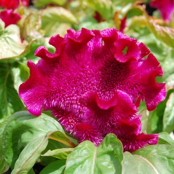 Celosia cristata Armor™ Purple '' (026293)