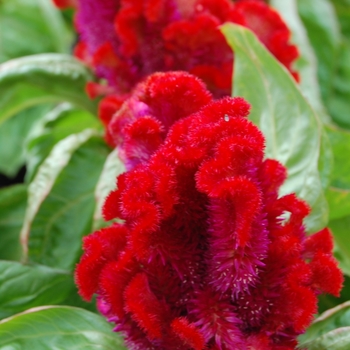 Celosia cristata Armor™ Red '' (026294)