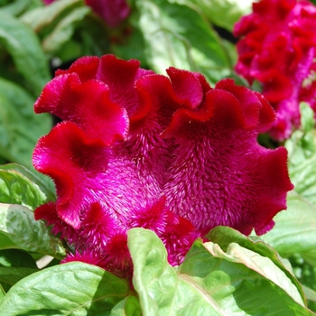 Celosia cristata Armor™ Purple '' (026296)