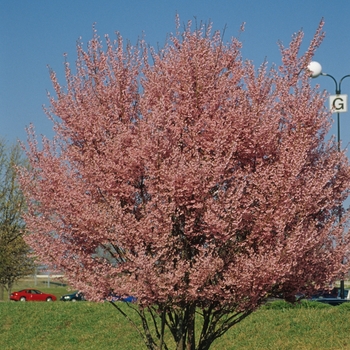 Prunus x incamp 'Okame' (026310)