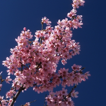 Prunus x incamp 'Okame' (026312)