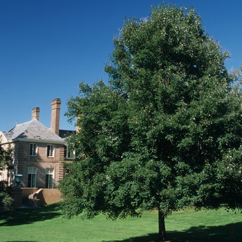 Acer rubrum 'Autumn Flame' (026365)