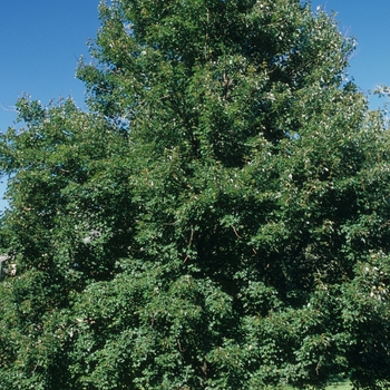 Acer rubrum 'Autumn Flame' (026366)