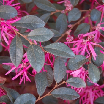 Loropetalum chinense f. rubrum 'Zhuzhou Fuchsia' (026395)