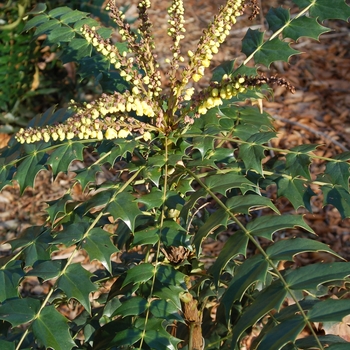 Mahonia x media 'Winter Sun' (026401)