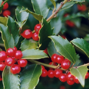 Ilex 'Nellie R. Stevens' (026450)