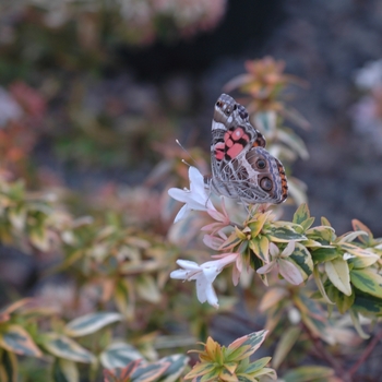 Abelia x grandiflora 'Kaleidoscope' (026454)