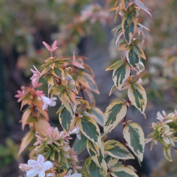 Abelia x grandiflora 'Kaleidoscope' (026456)