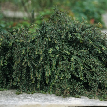 Cotoneaster adpressus 'Little Gem' (026463)