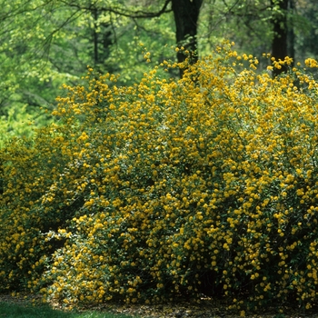 Kerria japonica 'Pleniflora' (026468)