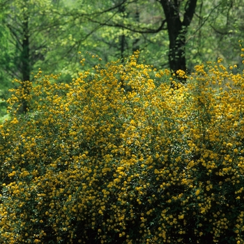 Kerria japonica 'Pleniflora' (026469)