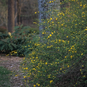 Kerria japonica 'Pleniflora' (026470)