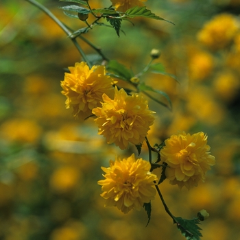 Kerria japonica 'Pleniflora' (026472)