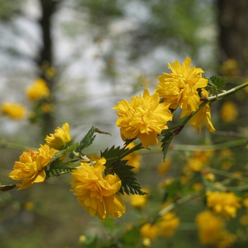 Kerria japonica 'Pleniflora' (026473)