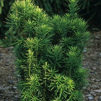 Cephalotaxus harringtonia 'Fastigiata' (026477)