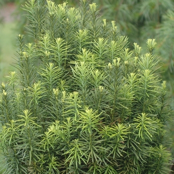 Cephalotaxus harringtonia 'Fastigiata' (026478)